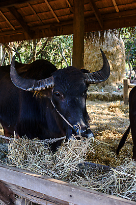 포토 JPG 해외이미지 동물 공원 남자 아시아 문화 야생동물 밭 농업 신체 포유류 태국 자연 근육 뿔 동양인 사람없음 야외 물 농장 검은색 힘 수확 신선 업무 그룹 농부 큼 무거움 내추럴 동물상 쟁기 해외포토 자연요소 직업 공공시설 나라 산업 컬러 사람 인종 조형물 작업 무게 크기 생태계 파일형식 이미지허브