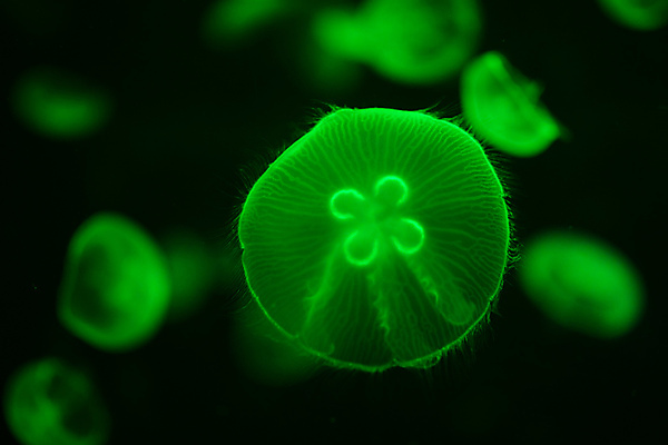 포토 JPG 해외이미지 한마리 사람없음 아웃포커스 초록색 바닷속 수중동물 자포동물 해파리 해외포토 동물 1 컬러 촬영기법 수중 파일형식 이미지허브