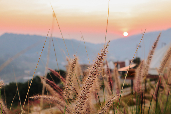 포토 JPG 해외이미지 계절 공원 여행 백그라운드 컨셉 밭 농업 자연 휴식 파노라마 풍경 사람없음 야외 가로 초록색 여름 농장 노란색 마을 환경 정원 맑음 일몰 수확 시골 못 땅 허브 장면 내추럴 생태학 해외포토 식물 공공시설 교육 산업 컬러 날씨 촬영기법 노을 공구 생태계 파일형식 이미지허브