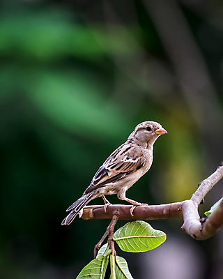 포토 JPG 해외이미지 나무 동물 응시 여자 야생동물 백그라운드 자연 조류 주택 앉기 사람없음 야외 가로 초록색 컬러풀 갈색 회색 나뭇가지 도시 닫기 작음 깃털 경계 부리 참새 녹색배경 내추럴 해외포토 식물 시선 컬러 모션 사람 건물 크기 생태계 파일형식 이미지허브