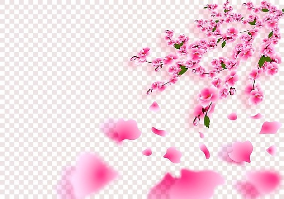 EPS 해외이미지 나무 템플릿 전통 디자인 계절 꽃잎 꽃 아시아 문화 분홍색 백그라운드 컨셉 잎 꽃무늬 일러스트 자연 바람 세포 그림자 장식 여름 정원 일본 중국 봄 벚꽃 흰색 나뭇가지 축하 투명 체리 심볼 체크무늬 동쪽 고립 엘리먼트 이국적 현실 해외일러스트 자연요소 식물 나라 컬러 무늬 과일 날씨 방향 생태계 파일형식 벡터 이미지허브