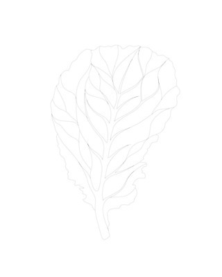 EPS 해외이미지 식물 디자인 선 음식 백그라운드 잎 농업 다이어트 채소 일러스트 재료 자연 건강 요리 그래픽 초록색 여름 농장 주방 정원 검은색 봄 샐러드 흰색 신선 상추 먹기 오브젝트 그림 유기농 양배추 날것 윤곽 섬유 내추럴 고립 엘리먼트 채식주의자 로메인상추 비건 해외일러스트 웰빙 계절 산업 컬러 모션 직물 생태계 채식 파일형식 벡터 이미지허브