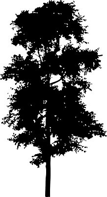 EPS 해외이미지 클립아트 나무 템플릿 공원 실루엣 줄기 낙엽 곡선 일러스트 자연 그림자 야외 그래픽 환경 수확 낙서 큼 스케치 자르기 관목 흰배경 복고 생물학 내추럴 고립 삼림지대 현실 해외일러스트 식물 공공시설 교육 선 백그라운드 잎 농업 모션 촬영기법 미술 흰색 숲 크기 생태계 파일형식 벡터 이미지허브