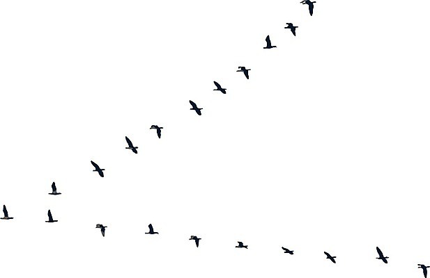 EPS 해외이미지 동물 디자인 실루엣 야생동물 백그라운드 날개 일러스트 자연 조류 하늘 생물 흑백 안테나 풍경 야외 그래픽 장식 물 컬러풀 검은색 일몰 자유 흰색 그룹 황무지 우아함 저녁 수집 깃털 그림 비둘기 내추럴 고립 동물상 많음 해외일러스트 자연요소 컬러 컨셉 통신 촬영기법 조형물 노을 야간 생태계 파일형식 벡터 이미지허브