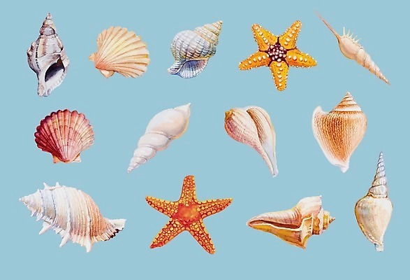 EPS 해외이미지 일러스트 조개 수채화 불가사리 사람없음 여름 세트 소라 손그림 해외일러스트 계절 어패류 극피동물 파일형식 벡터 이미지허브