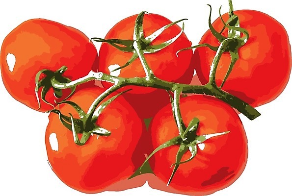 EPS 해외이미지 식물 음식 줄기 조각 백그라운드 잎 농업 다이어트 토마토 채소 과일 일러스트 재료 자연 건강 그림자 요리 빨간색 초록색 물 빛 샐러드 흰색 신선 체리 그룹 맛 정상 작음 먹기 오브젝트 유기농 날것 내추럴 고립 숙성 채식주의자 해외일러스트 자연요소 웰빙 산업 컬러 컨셉 모션 크기 생태계 채식 파일형식 벡터 이미지허브