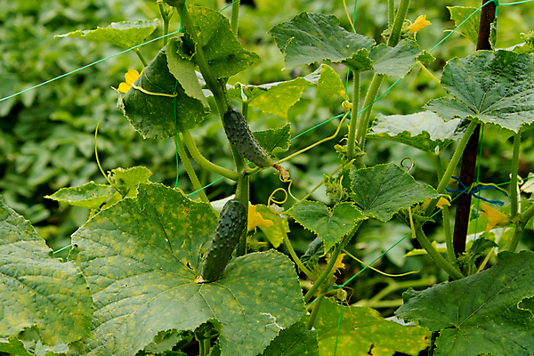 포토 JPG 해외이미지 식물 라이프스타일 음식 잎 농업 채소 오이 사람없음 초록색 노란색 새싹 정원 성장 나뭇가지 신선 작음 유기농 생태계 내추럴 바이오 밭일 줄서기 채식주의자 해외포토 나무 웰빙 산업 컬러 모션 생활 크기 채식 파일형식 이미지허브