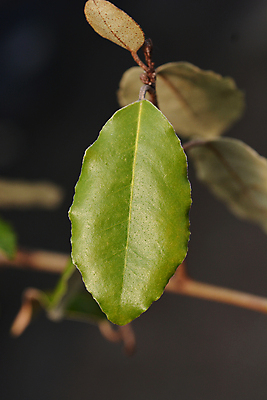 포토 JPG 해외이미지 나무 식물 잎 자연 사람없음 야외 초록색 정원 닫기 관목 해외포토 컬러 모션 생태계 파일형식 이미지허브