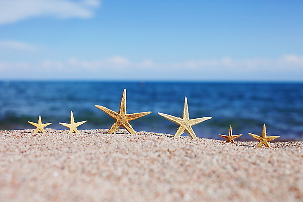 포토 JPG 해외이미지 주간 모래 불가사리 해변 사람없음 야외 해외포토 자연요소 바다 극피동물 파일형식 이미지허브