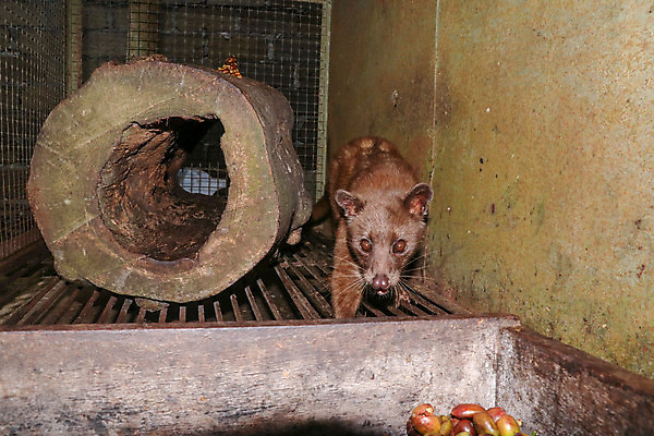 포토 JPG 해외이미지 동물 아시아 얼굴 커피 야생동물 농업 포유류 자연 털 동양인 사람없음 농작물 울타리 갈색 머리 검은색 고양이 무서움 모피 꼬리 아로마 발리 철사 무화과 숙성 이국적 카페인 해외포토 감정 나라 산업 음료 컬러 섬 과일 인종 신체부위 담장 반려동물 생태계 인도네시아 파일형식 이미지허브