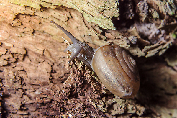 포토 JPG 해외이미지 주간 한마리 근접촬영 사람없음 야외 돌_바위 기어가기 해외포토 자연요소 1 뷰포인트 모션 파일형식 이미지허브