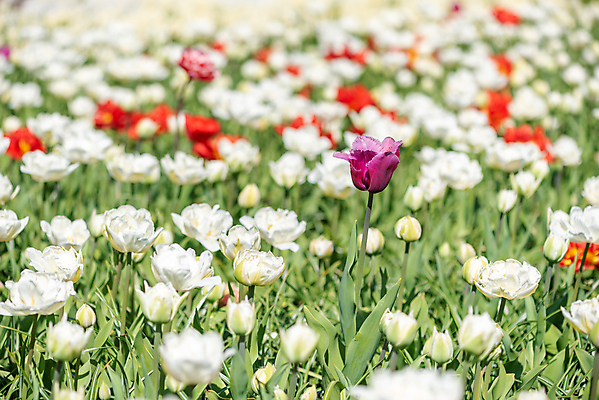 포토 JPG 해외이미지 식물 계절 공원 꽃잎 꽃 꽃다발 백그라운드 잎 꽃무늬 밭 자연 사람없음 야외 장식 빨간색 초록색 여름 빛 컬러풀 햇빛 정원 맑음 봄 활발 튤립 벚꽃 흰색 축하 네덜란드 질감 부드러움 내추럴 해외포토 공공시설 유럽 컬러 컨셉 무늬 농업 날씨 태양 감각 생태계 파일형식 이미지허브