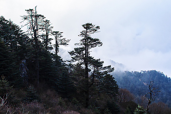 포토 JPG 해외이미지 나무 식물 구름 계절 공원 실루엣 여행 백그라운드 자연 하늘 아침 날씨 산 그림자 풍경 사람없음 야외 목재 초록색 빛 환경 어둠 침묵 봄 추위 탐험 수확 안개 가을 흰색 소나무 숲 신비 언덕 공상 상록수 내추럴 뿌연 절정 해외포토 주간 자연요소 공공시설 컬러 컨셉 농업 재료 촬영기법 소리 생태계 파일형식 이미지허브