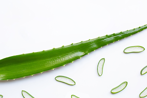 포토 JPG 해외이미지 스튜디오촬영 단면 실내 사람없음 흰배경 알로에 해외포토 식물 백그라운드 내부 흰색 파일형식 이미지허브