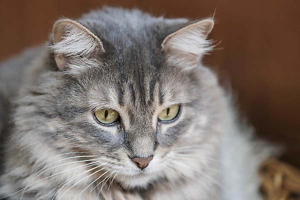 포토 JPG 해외이미지 동물 1 응시 얼굴 포유류 수염 털 사람없음 반려동물 머리 귀여움 고양이 줄무늬 회색 표현 모피 묘사 호기심 코 귀 얼룩무늬 솜털 유래 주목 해외포토 시선 감정 컬러 컨셉 무늬 신체부위 파일형식 이미지허브