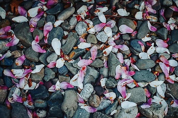 포토 JPG 해외이미지 식물 디자인 꽃잎 꽃 선 분홍색 컨셉 잎 꽃무늬 자연 표면 휴식 건강 사람없음 치료 약 쌓기 평화 보라색 스파 화목 침묵 화장품 회색 조약돌 마사지 원형 난초 고급 순수 묘사 명상 질감 심플 아로마 아로마테라피 테라피 강렬 구성 돌봄 해외포토 도형 컬러 무늬 의학 모션 뷰티 소리 돌_바위 생태계 파일형식 이미지허브