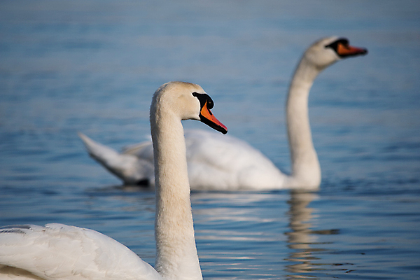 포토 JPG 해외이미지 동물 호수 야생동물 파도 백그라운드 자연 조류 표면 사랑 사람없음 야외 물 파란색 빛 강 반사 머리 평화 봄 흰색 연못 우아함 심볼 순수 깃털 부리 백조 고립 다뉴브강 단아함 동물상 세르비아 해외포토 자연요소 계절 감정 바다 컬러 컨셉 신체부위 조형물 생태계 파일형식 이미지허브