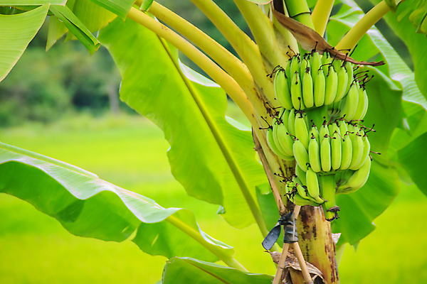 포토 JPG 해외이미지 나무 계절 음식 줄기 백그라운드 잎 패턴 밭 농업 채소 과일 자연 바나나 매달리기 건강 사람없음 초록색 여름 빛 농작물 햇빛 농장 정원 수확 성장 껍질 나뭇가지 시골 신선 그룹 숲 큼 다발 피부 보따리 유기농 날것 해외포토 식물 웰빙 산업 컬러 무늬 모션 신체부위 태양 크기 생태계 파일형식 이미지허브