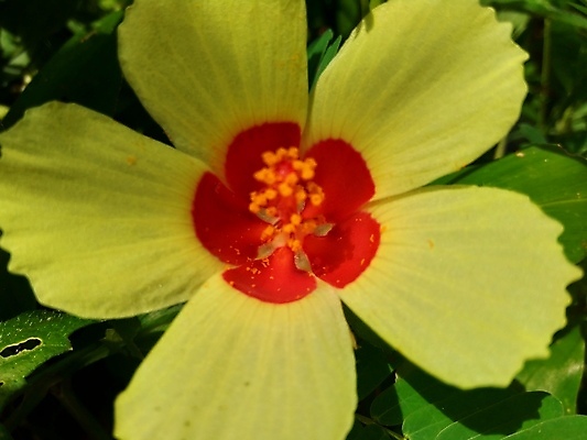 포토 JPG 해외이미지 식물 꽃잎 꽃 잎 자연 동양인 사람없음 초록색 태양 약 노란색 정원 일몰 봄 벚꽃 황금 6월 스위스 내추럴 식용 아욱 히비스커스 해외포토 자연요소 계절 유럽 컬러 의학 인종 노을 날짜 생태계 파일형식 이미지허브