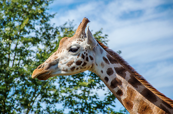 포토 JPG 해외이미지 동물 여자 야생동물 포유류 아프리카 자연 하늘 초식동물 동물원 성인 사람없음 야외 머리 큼 기린 사파리 목 해외포토 나라 사람 신체부위 크기 생태계 파일형식 이미지허브