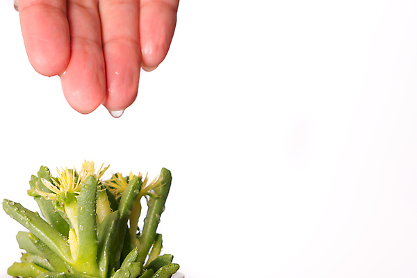 포토 JPG 해외이미지 나무 손 여자 지구 음료 어린이 백그라운드 컨셉 자연 선인장 건강 관리 사람 사람없음 초록색 물 파란색 세계 환경 성장 마시기 신선 잡기 액체 떨어짐 보호 씻기 순수 유지 내추럴 돌봄 카피스페이스 미니멀 해외포토 자연요소 식물 컬러 모션 신체부위 청결 공백 생태계 파일형식 이미지허브