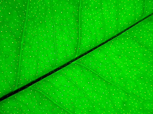 포토 JPG 해외이미지 나무 식물 꽃잎 백그라운드 잎 꽃무늬 과일 자연 귤 사람없음 초록색 레몬 질감 심플 해외포토 꽃 컬러 무늬 생태계 파일형식 이미지허브