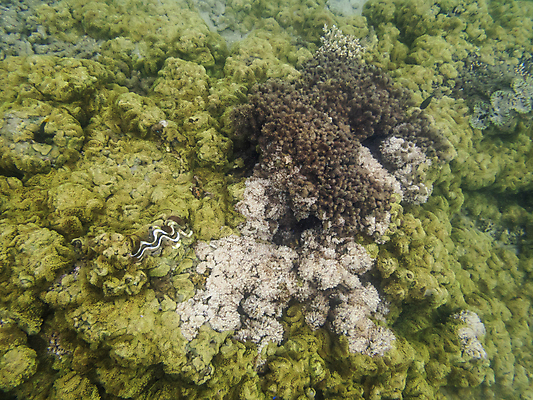포토 JPG 해외이미지 바다 섬 자연 어류 가면 해변 사람없음 물 모래사장 여행객 환경 수중 수영 자유 체험 행운 스노클링 산호 호주 호흡 크루즈 생태계 다이빙 지느러미 암초 튜브 식민지 채널 해외포토 자연요소 컨셉 배_교통 사람 수중동물 수상스포츠 오세아니아 자포동물 수중스포츠 파일형식 이미지허브