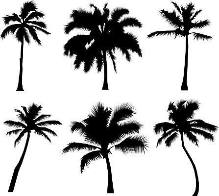 EPS 해외이미지 나무 식물 디자인 실루엣 섬 백그라운드 잎 일러스트 자연 손바닥 야외 그래픽 여름 세트 검은색 흰색 나뭇가지 숲 윤곽 코코넛 내추럴 고립 이국적 파라다이스 해외일러스트 손 계절 컬러 과일 촬영기법 생태계 파일형식 벡터 이미지허브