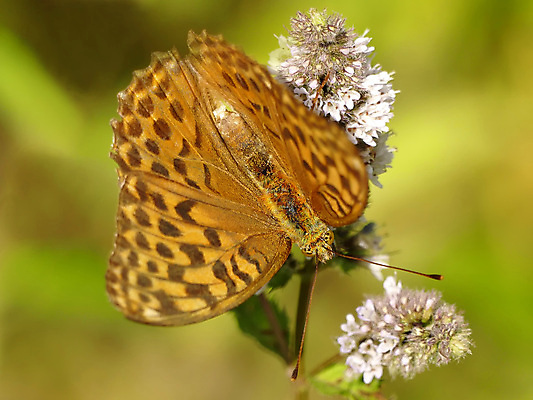 포토 JPG 해외이미지 식물 동물 꽃 야생동물 나비 곤충 백그라운드 자연 사람없음 초록색 갈색 봄 활발 해외포토 계절 컬러 컨셉 생태계 파일형식 이미지허브