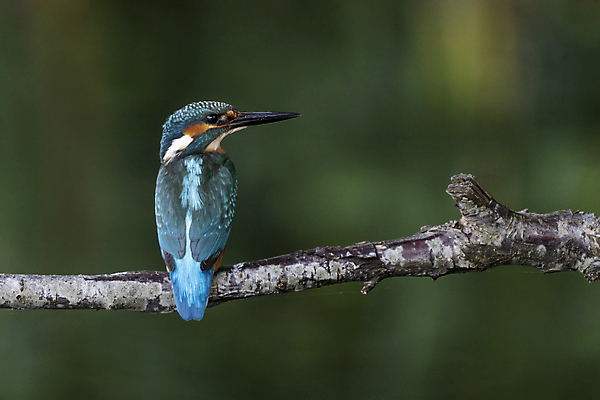 포토 JPG 해외이미지 나무 동물 남자 야생동물 백그라운드 날개 오렌지 자연 조류 낚시 어류 앉기 사람없음 야외 초록색 물 파란색 강 컬러풀 나뭇가지 작음 깃털 부리 내추럴 동물상 물총새 생태학 이국적 카피스페이스 해외포토 자연요소 식물 교육 컬러 과일 모션 레저 사람 조형물 수중동물 공백 크기 생태계 파일형식 이미지허브