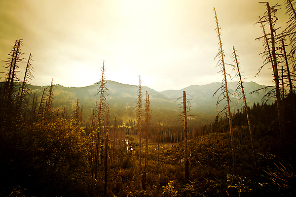 포토 JPG 해외이미지 나무 식물 구름 공원 길 여행 잎 오렌지 자연 하늘 아침 산 풍경 사람없음 야외 초록색 물 여름 파란색 빛 강 태양 노란색 평화 환경 어둠 일몰 새벽 안개 달 가을 바위 황무지 황금 저녁 숲 산등성이 내추럴 뿌연 서쪽 해외포토 주간 자연요소 계절 공공시설 컬러 컨셉 과일 날씨 노을 돌_바위 야간 방향 생태계 파일형식 이미지허브