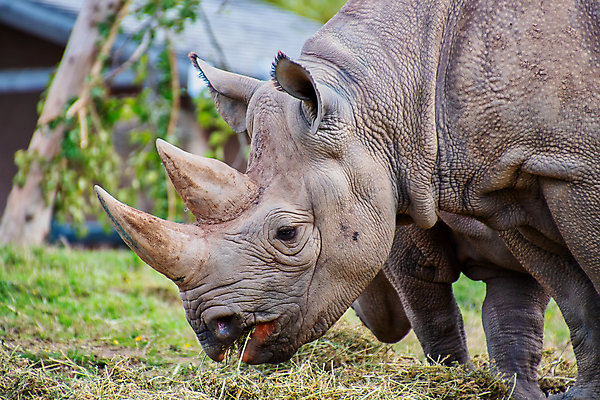 포토 JPG 해외이미지 동물 1 공원 얼굴 야생동물 포유류 아프리카 자연 뿔 사람없음 야외 초록색 검은색 게임 흰색 큼 먹기 사파리 귀 멸종 코뿔소 전국 해외포토 공공시설 나라 컬러 모션 놀이 신체부위 크기 생태계 파일형식 이미지허브