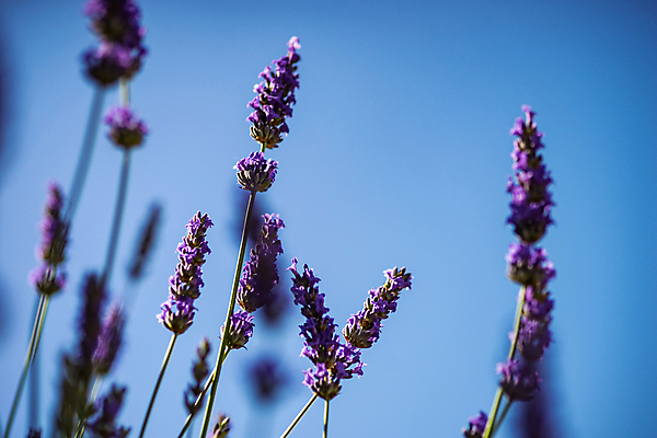 포토 JPG 해외이미지 주간 하늘 사람없음 야외 아웃포커스 라벤더 해외포토 자연요소 꽃 촬영기법 허브 파일형식 이미지허브