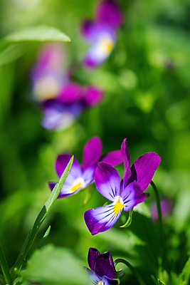 포토 JPG 해외이미지 식물 꽃잎 꽃 꽃무늬 자연 사람없음 야외 여름 파란색 정원 보라색 벚꽃 신선 닫기 작음 제비꽃 내추럴 비올라 해외포토 계절 컬러 무늬 모션 크기 생태계 파일형식 찰현악기 이미지허브