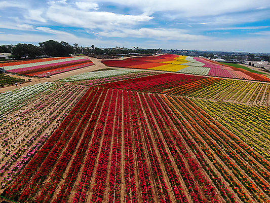 포토 JPG 해외이미지 식물 계절 꽃잎 꽃 분홍색 백그라운드 꽃무늬 밭 농업 오렌지 비즈니스 자연 노동자 풍경 사람없음 빨간색 초록색 여름 컬러풀 농장 노란색 여행객 정원 미국 봄 벚꽃 시골 언덕 캘리포니아 양귀비 조감도 해외포토 직업 산업 컬러 북아메리카 무늬 과일 사람 생태계 파일형식 이미지허브
