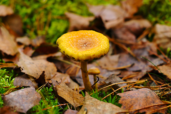 포토 JPG 해외이미지 식물 디자인 계절 음식 백그라운드 잎 오렌지 재료 자연 이끼 미술 사람없음 야외 초록색 여름 빛 컬러풀 노란색 어둠 버섯 가을 신선 닫기 야간 숲 작음 신비 보케 장면 공상 마법 내추럴 곰팡이 광 식용 캡모자 해외포토 자연요소 모자_잡화 컬러 컨셉 과일 모션 문화예술 크기 생태계 파일형식 이미지허브