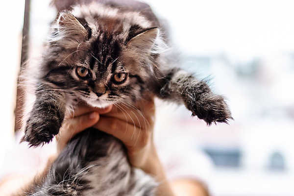 포토 JPG 해외이미지 동물 행복 어린이 바닥 주택 털 따뜻함 사람없음 반려동물 갈색 머리 귀여움 고양이 화목 카펫 기쁨 흰색 표현 잠 유머 치아 먹이 공격 모피 꼬리 부드러움 사냥꾼 솜털 생강 고립 천진난만 혼자 해외포토 직업 감정 컬러 컨셉 채소 포유류 모션 사람 건물 신체부위 소화기관 감각 파일형식 이미지허브