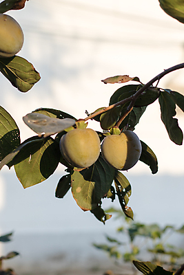 포토 JPG 해외이미지 나무 식물 음식 잎 농업 과일 자연 건강 사람없음 빨간색 초록색 여름 정원 수확 가을 나뭇가지 신선 사과 과수원 유기농 복숭아 내추럴 숙성 해외포토 웰빙 계절 산업 컬러 생태계 파일형식 이미지허브