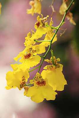 포토 JPG 해외이미지 식물 배너 꽃 선 줄기 꽃다발 백그라운드 잎 꽃무늬 곡선 자연 사람없음 장식 초록색 컬러풀 노란색 정원 검은색 힘 봄 벚꽃 흰색 나뭇가지 신선 난초 황금 내추럴 고립 얇은 이국적 해외포토 나무 계절 컬러 무늬 생태계 파일형식 이미지허브