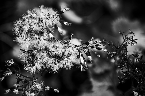 포토 JPG 해외이미지 식물 계절 꽃 유럽 분홍색 잎 꽃무늬 자연 산 사람없음 야외 초록색 여름 환경 정원 보라색 봄 이탈리아 하이킹 벚꽃 개화 허브 생태계 알프스 라일락 내추럴 산악지대 생태학 영원 해외포토 교육 나라 컬러 무늬 레저 파일형식 이미지허브