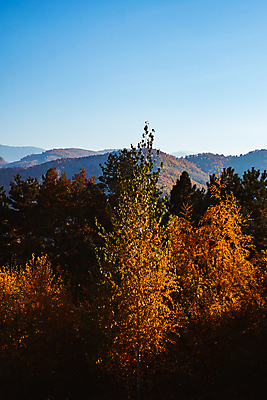 포토 JPG 해외이미지 나무 식물 계절 공원 백그라운드 잎 밭 오렌지 자연 하늘 날씨 풍경 사람없음 야외 목재 빨간색 초록색 물 여름 파란색 빛 컬러풀 햇빛 태양 노란색 환경 맑음 가을 시골 숲 장면 루마니아 내추럴 해외포토 자연요소 공공시설 유럽 컬러 농업 과일 재료 생태계 파일형식 이미지허브