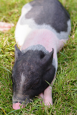 포토 JPG 해외이미지 동물 분홍색 농업 포유류 자연 휴식 돼지고기 사람없음 초록색 반려동물 농장 검은색 흰색 시골 아기 잠 돼지 닫기 작음 해외포토 산업 컬러 컨셉 모션 육류 사람 크기 생태계 파일형식 이미지허브