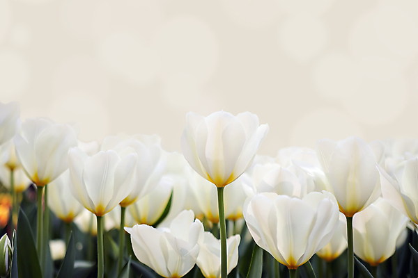 포토 JPG 해외이미지 식물 디자인 계절 꽃잎 꽃 문화 백그라운드 잎 꽃무늬 패턴 밭 농업 자연 선물 사랑 사람없음 야외 장식 초록색 컬러풀 태양 여행객 정원 봄 활발 튤립 성장 벚꽃 흰색 신선 그룹 정상 다발 네덜란드 질감 내추럴 해외포토 자연요소 감정 유럽 산업 컬러 컨셉 무늬 사람 생태계 파일형식 이미지허브