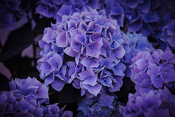 포토 JPG 해외이미지 식물 공원 꽃잎 꽃 백그라운드 꽃무늬 자연 사람없음 초록색 컬러풀 정원 보라색 벚꽃 개화 원예 수국 내추럴 해외포토 공공시설 컬러 무늬 취미 생태계 파일형식 이미지허브