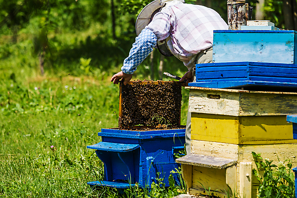 포토 JPG 해외이미지 백인 직업 유럽 곤충 농업 자연 노동자 프레임 사람없음 야외 농장 머리빗 업무 작업 꿀벌 벌 통제 유기농 꿀 벌집 내추럴 밀랍 식민지 양봉 양봉장 해외포토 서양인 동물 웰빙 나라 산업 미용용품 벌_곤충 생태계 파일형식 이미지허브