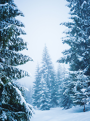 포토 JPG 해외이미지 나무 계절 유럽 여행 겨울 자연 날씨 휴가 산 파노라마 풍경 사람없음 야외 환경 계곡 냉동 얼음 하이킹 추위 흰색 시골 숲 큼 서리 북쪽 전나무 내추럴 산악지대 절정 제설기 폭설 눈내림 해외포토 자연요소 식물 나라 컬러 레저 눈_날씨 촬영기법 크기 자연재해 방향 생태계 제설 파일형식 이미지허브