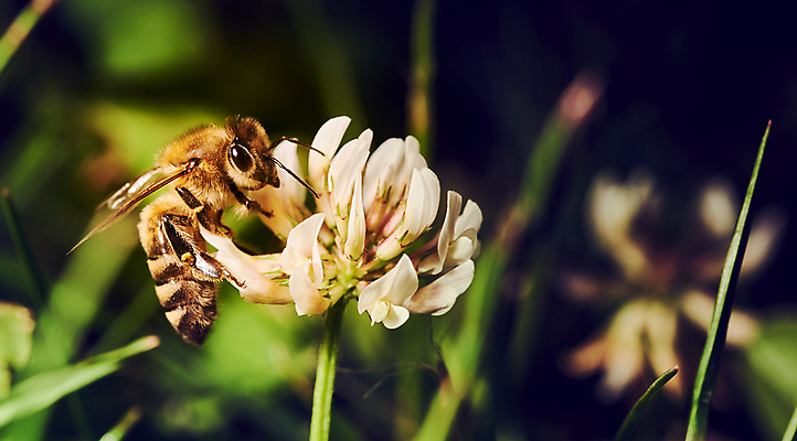 포토 JPG 해외이미지 식물 동물 계절 꽃잎 꽃 야생동물 곤충 잎 꽃무늬 밭 날개 오렌지 자연 사람없음 빨간색 초록색 여름 컬러풀 햇빛 노란색 정원 봄 벚꽃 개화 닫기 꿀벌 수분 벌 수집 꽃가루 꿀 꽃수술 카피스페이스 해외포토 컬러 무늬 농업 과일 모션 태양 공백 벌_곤충 가루 생태계 파일형식 이미지허브