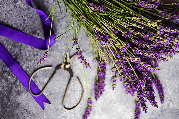 포토 JPG 해외이미지 꽃 리본 실내 사람없음 하이앵글 라벤더 해외포토 식물 뷰포인트 내부 허브 파일형식 이미지허브