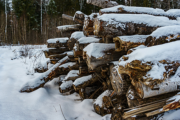 포토 JPG 해외이미지 나무 산업 겨울 비즈니스 자연 건조 사람없음 야외 목재 쌓기 에너지 흰색 시골 그룹 제조 주식 숲 장작 가난 자르기 준비 생태계 날것 통나무 나무껍질 연료 자작나무 자원 다리찢기 내추럴 벌목 수목 개조 해외포토 식물 계절 컬러 컨셉 재료 모션 금융 껍질 파일형식 이미지허브