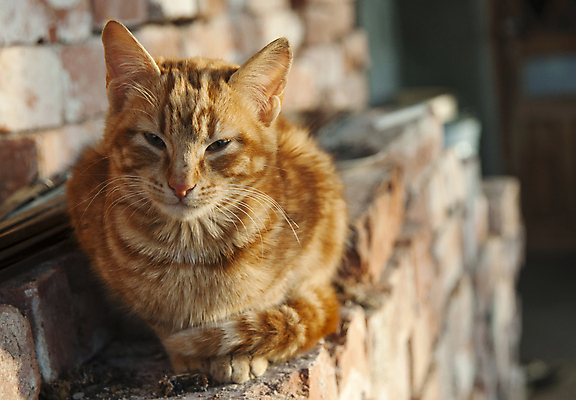 포토 JPG 해외이미지 동물 응시 얼굴 벽 백그라운드 포유류 자연 벽돌 친절 주택 털 앉기 사람없음 야외 빨간색 울타리 반려동물 햇빛 맑음 고양이 흰색 도시 정상 모험가 손목시계 호기심 타운 얼룩무늬 솜털 숨김 카피스페이스 해외포토 시선 감정 시계 컬러 컨셉 무늬 장신구 모션 날씨 건물 신체부위 담장 태양 공백 생태계 파일형식 이미지허브